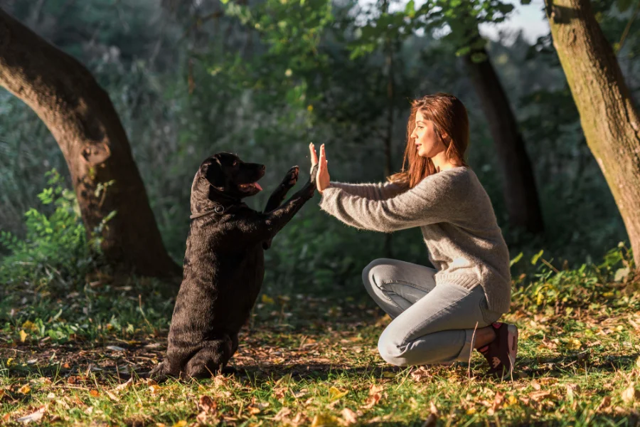 dog-giving-high-five-to-owner